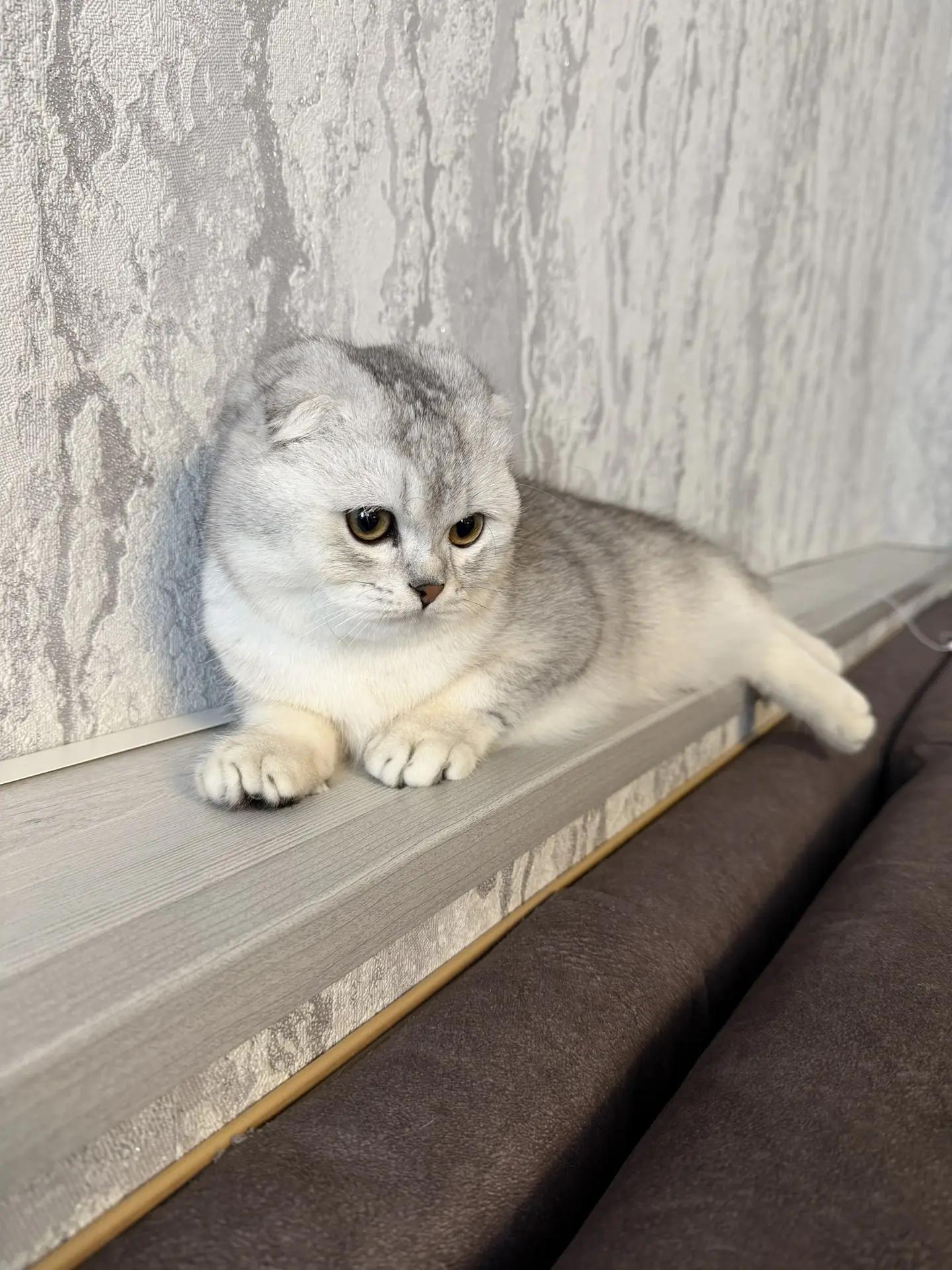 Стрижка ногтей кошкам