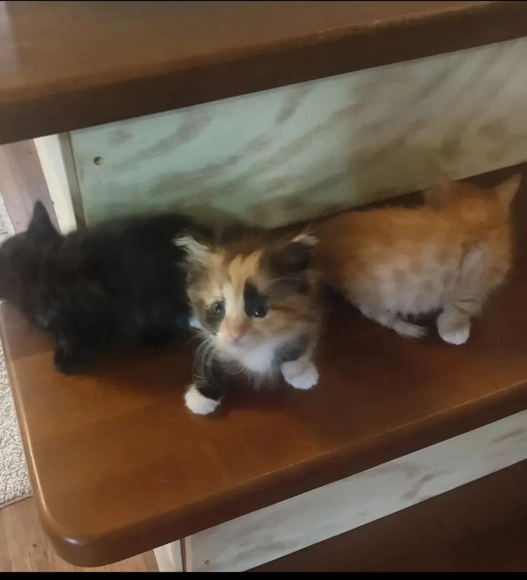 Симпатичные котята
