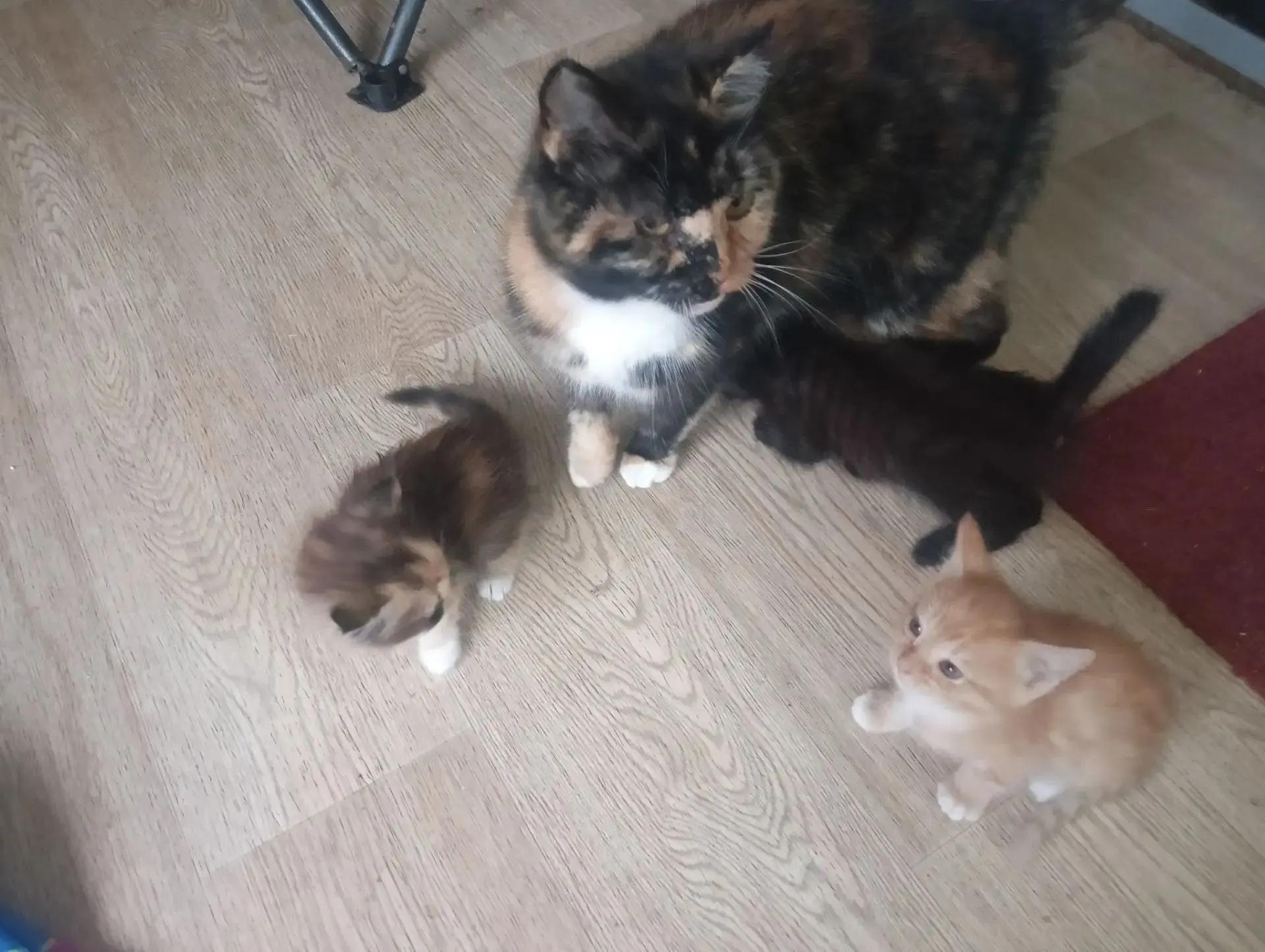 Симпатичные котята