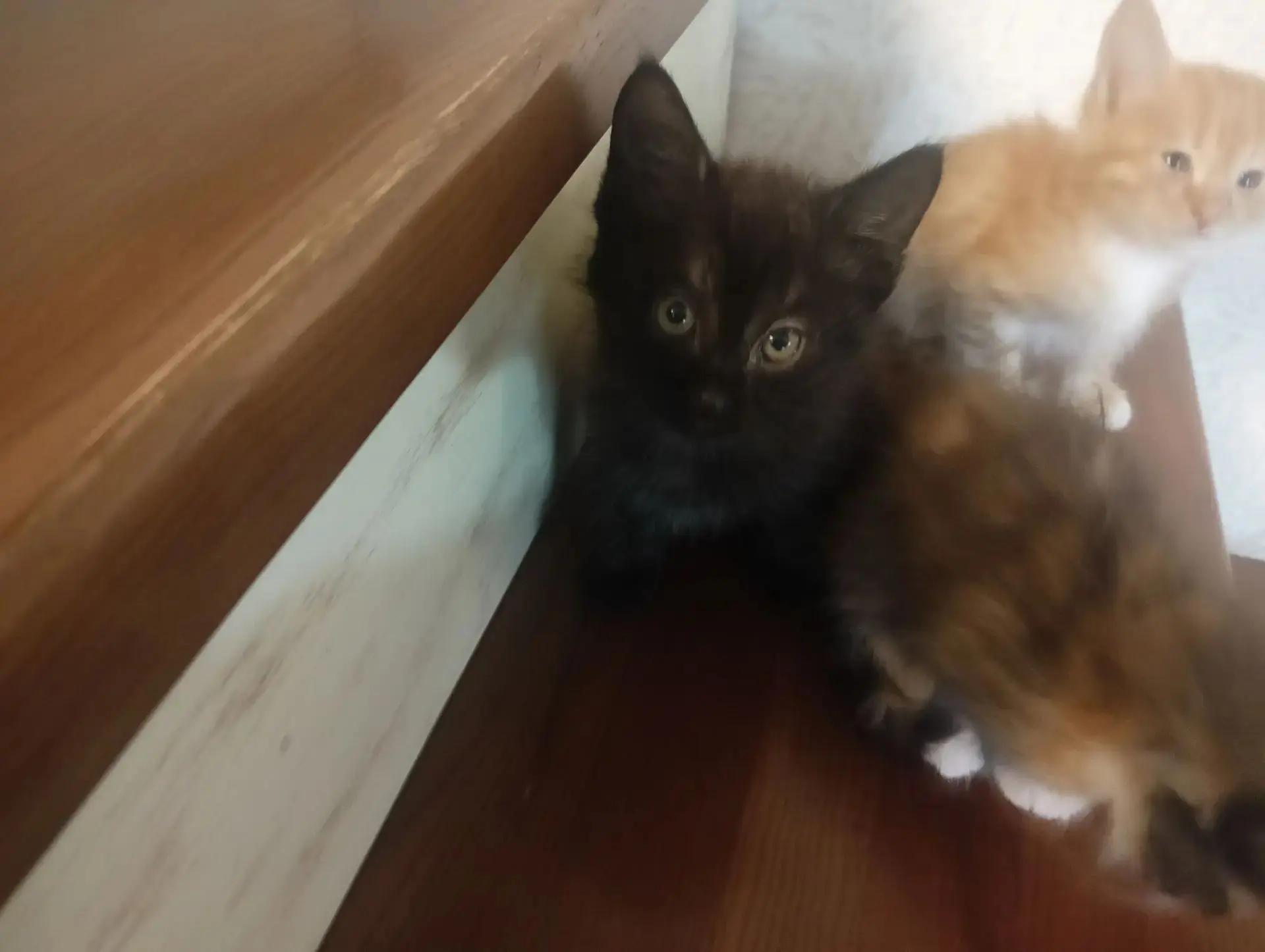 Симпатичные котята