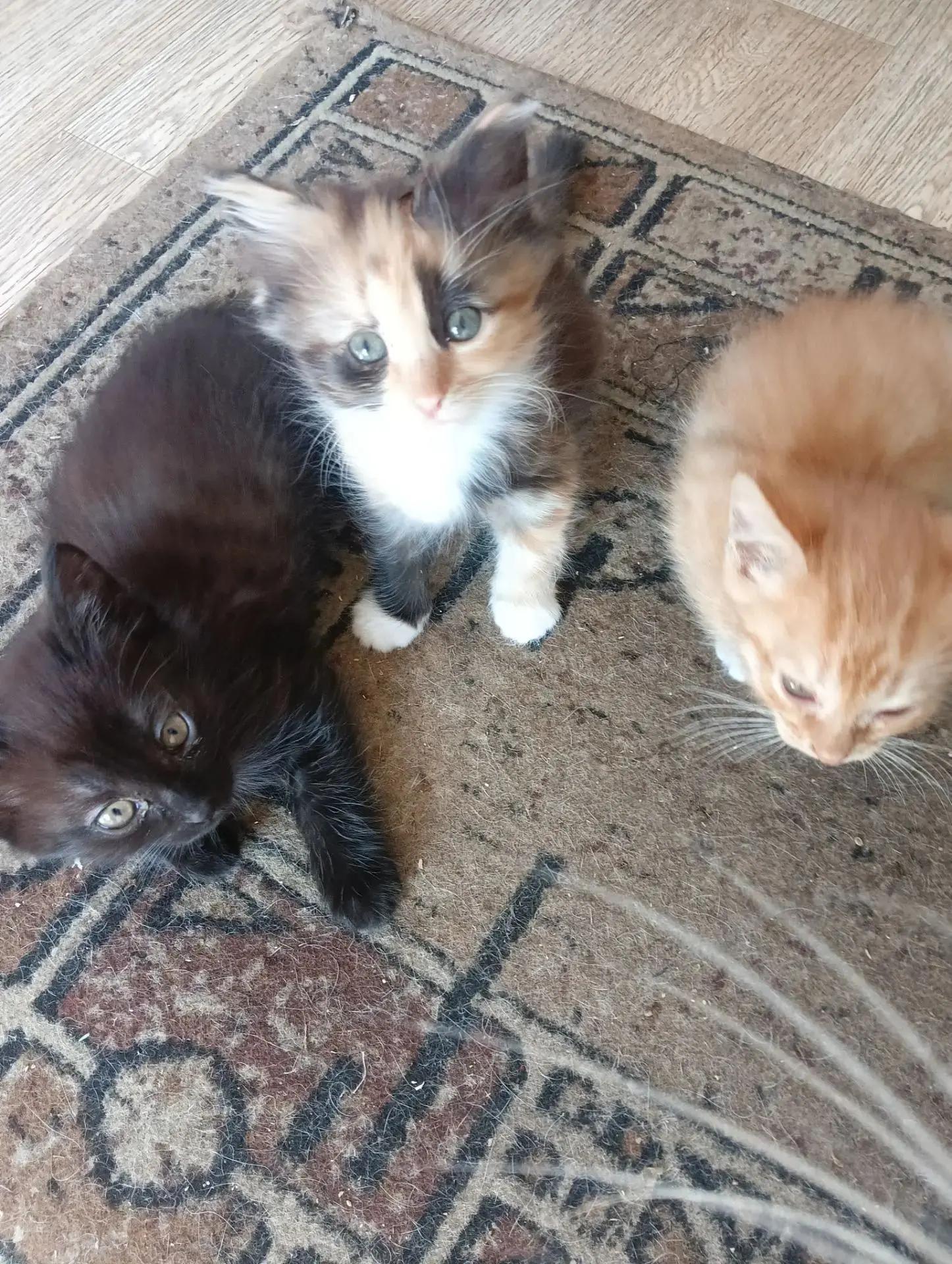 Симпатичные котята