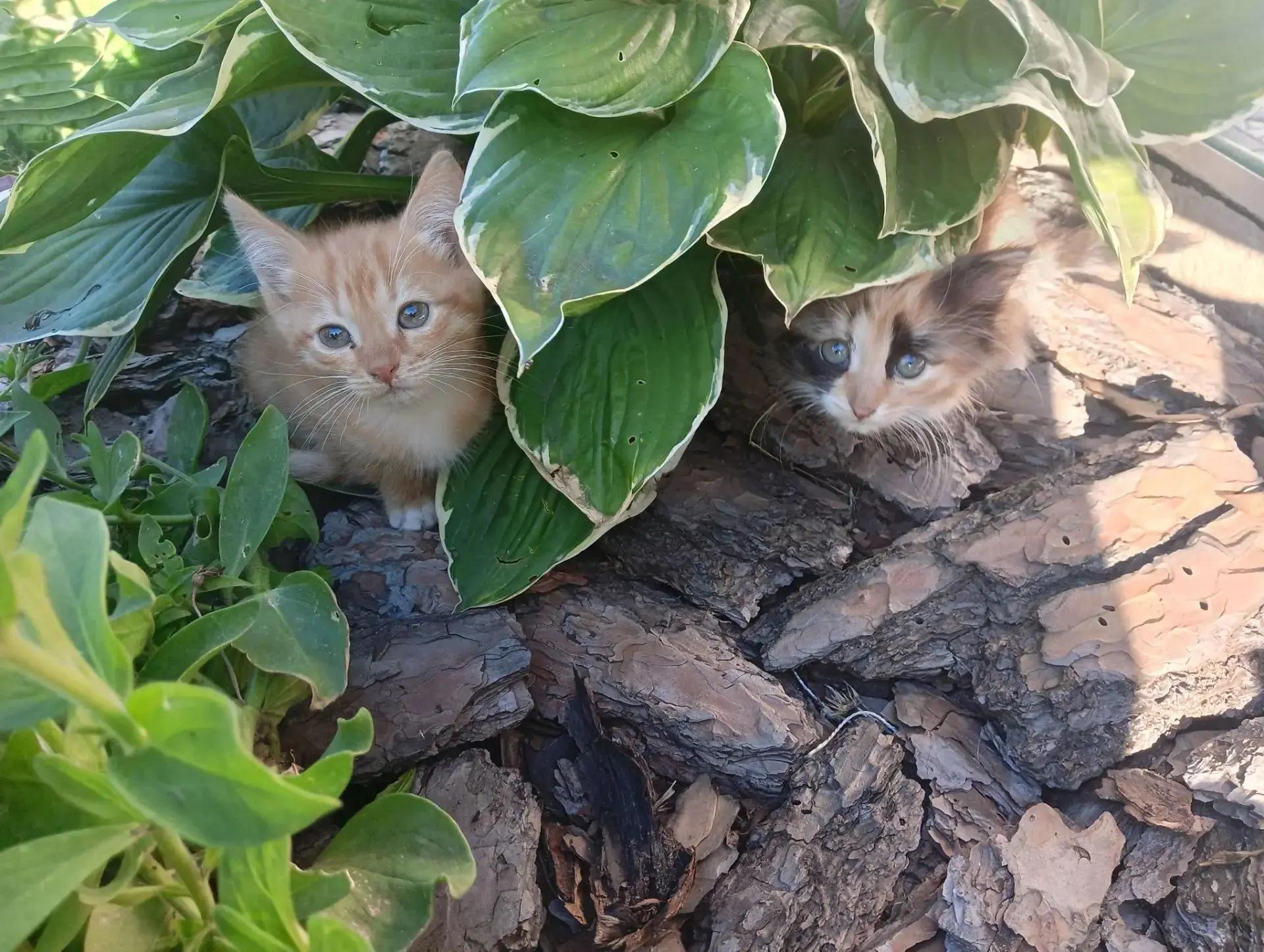 Котята