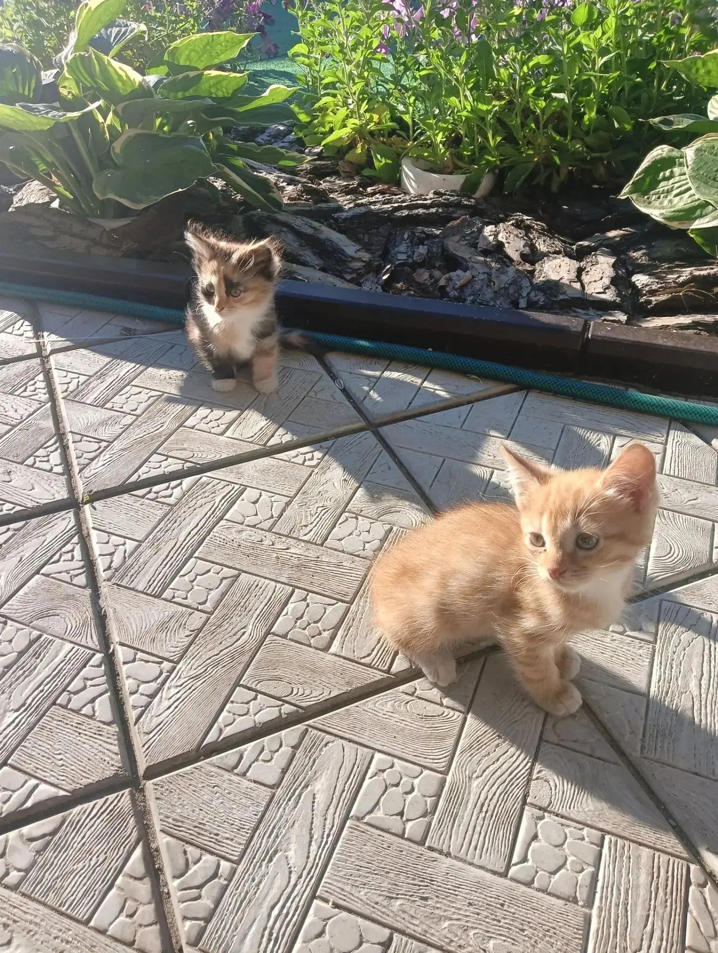 Котята