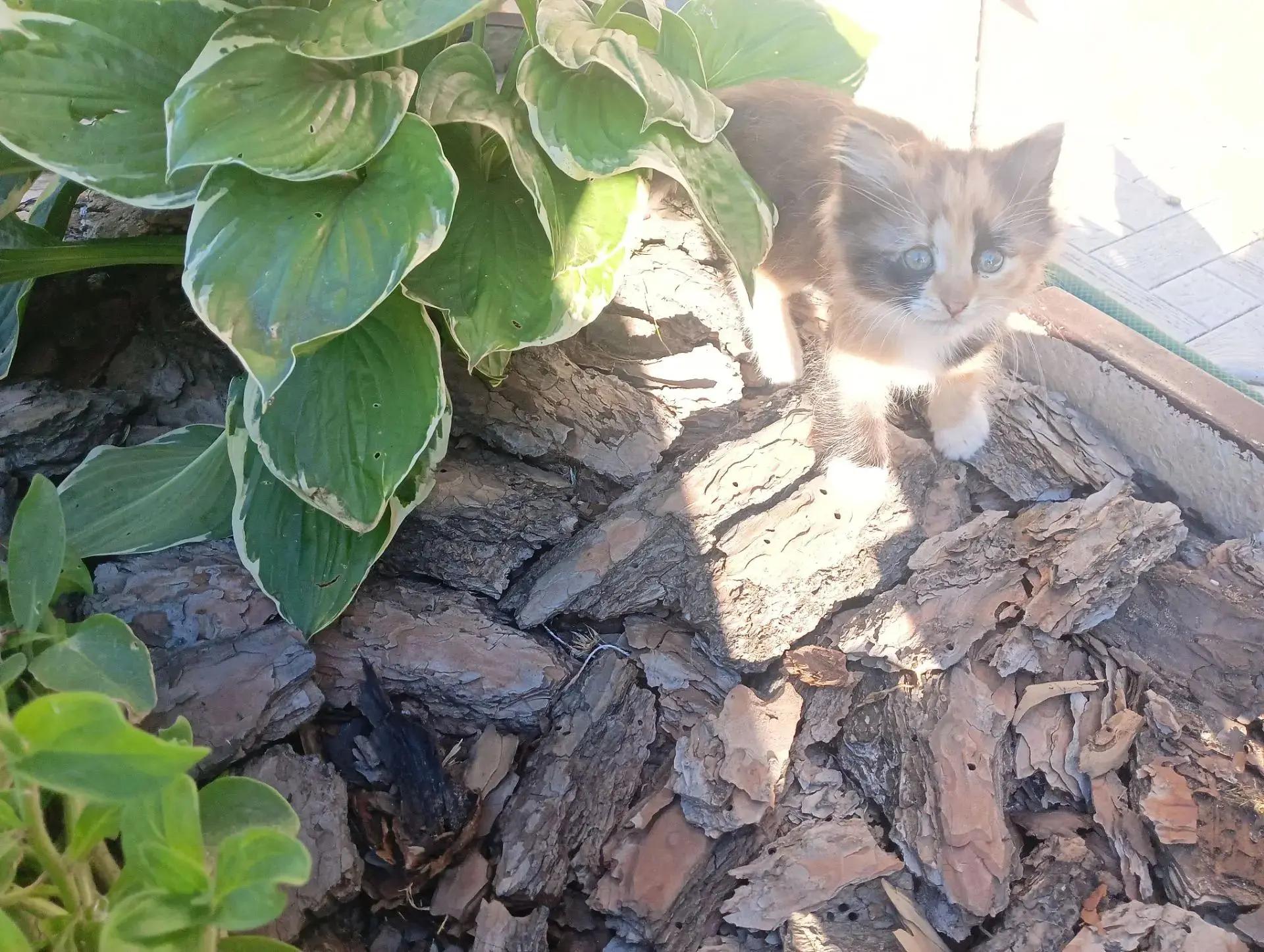 Котята
