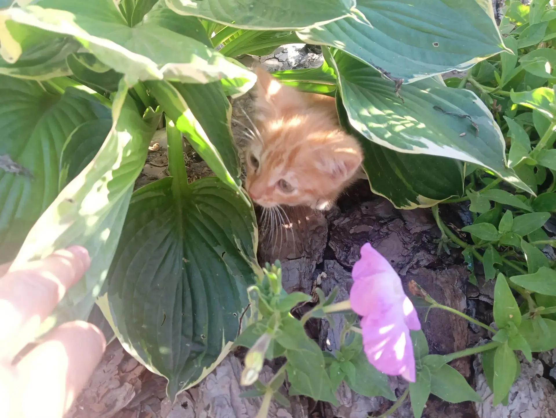 Котята