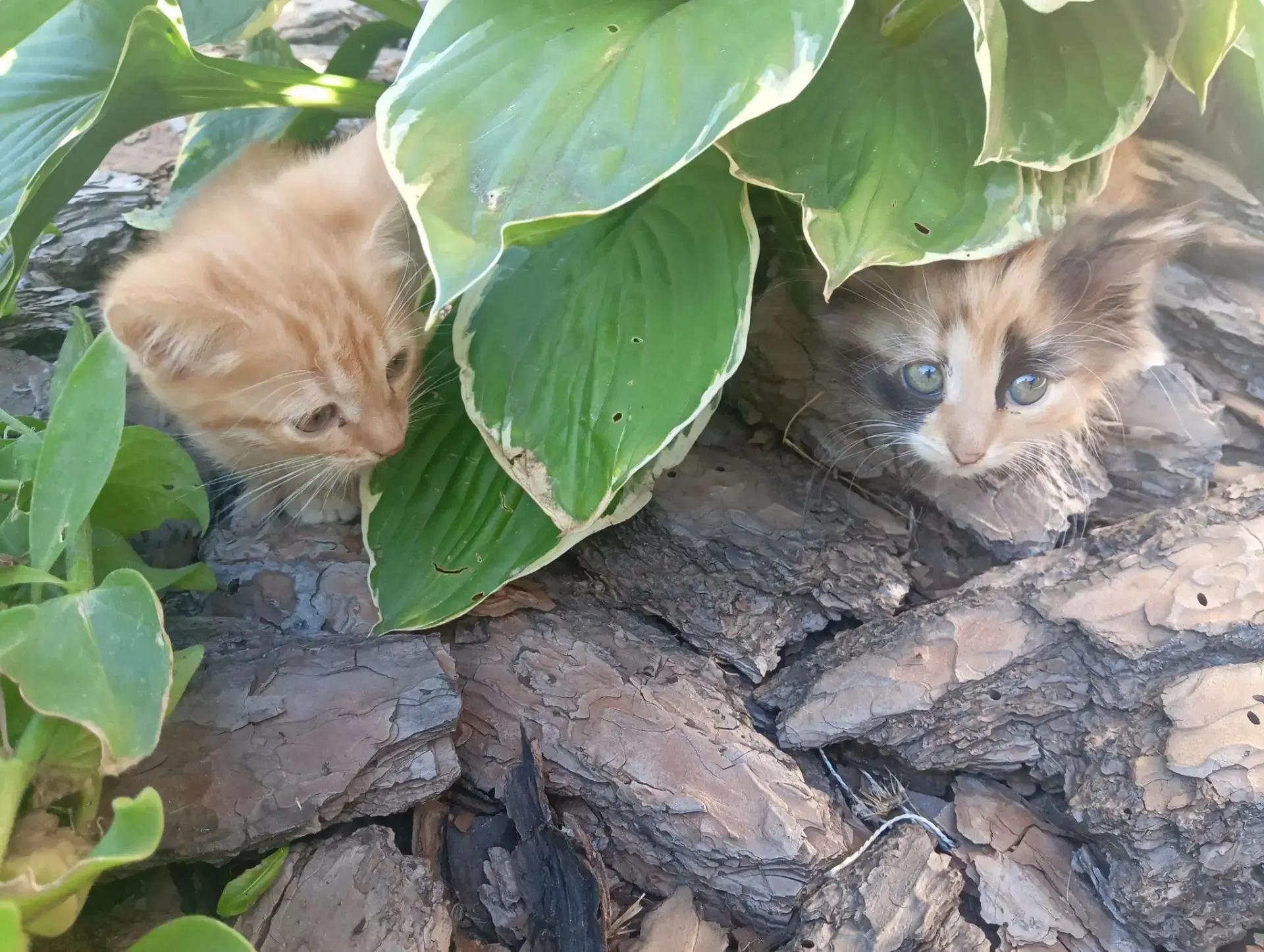 Котята
