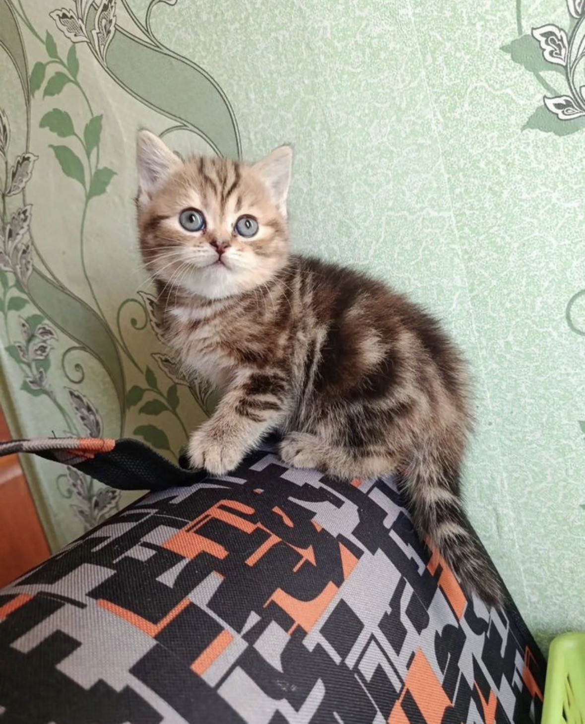 Шотландский вислоухий короткошерстный котенок