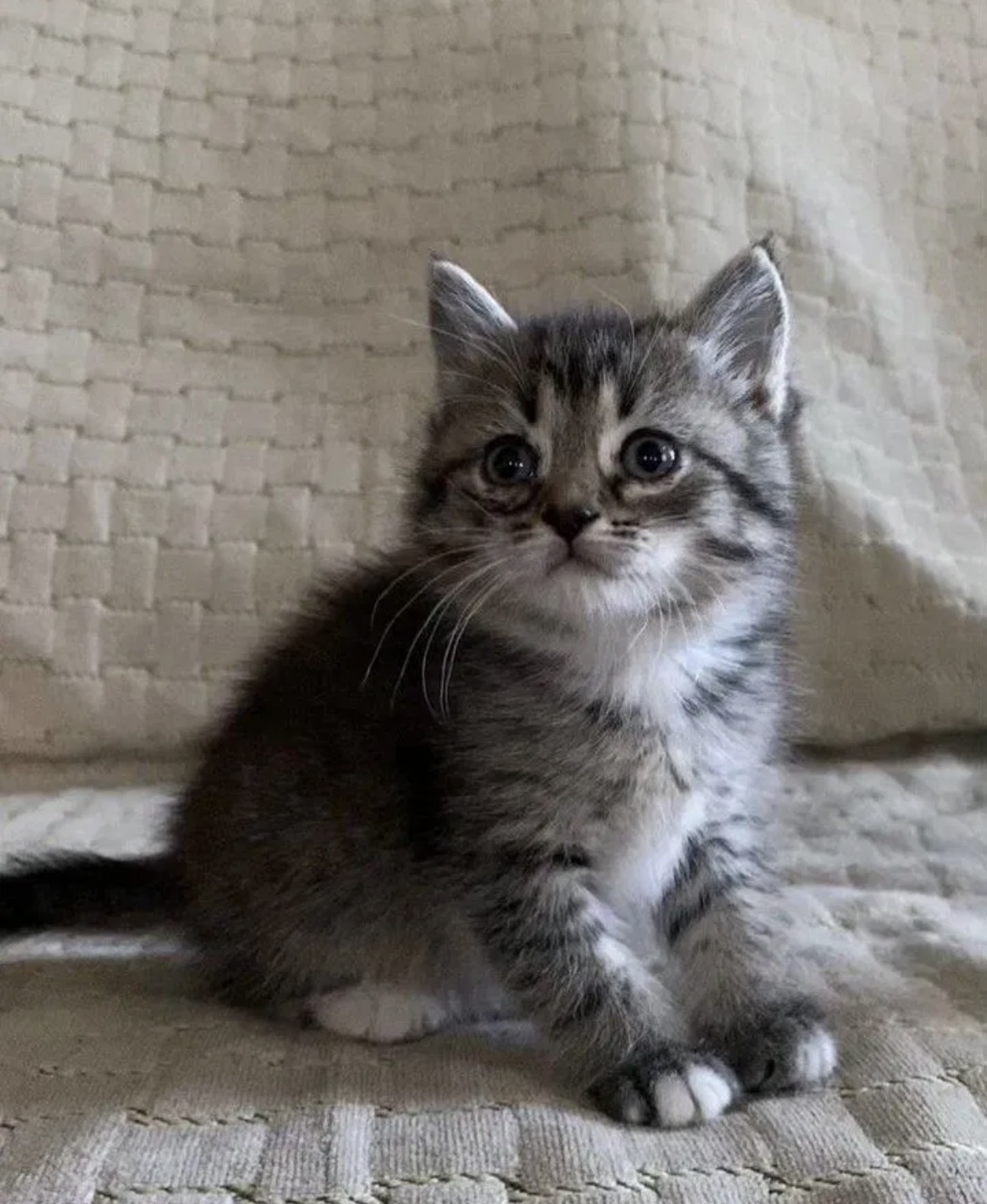 Котенок в добрые руки