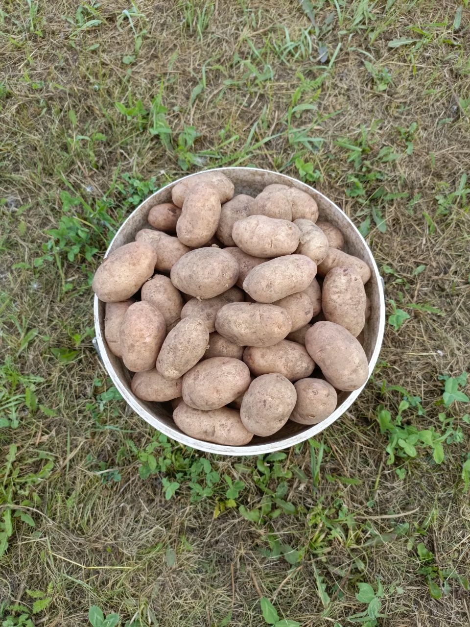 Продам картошку