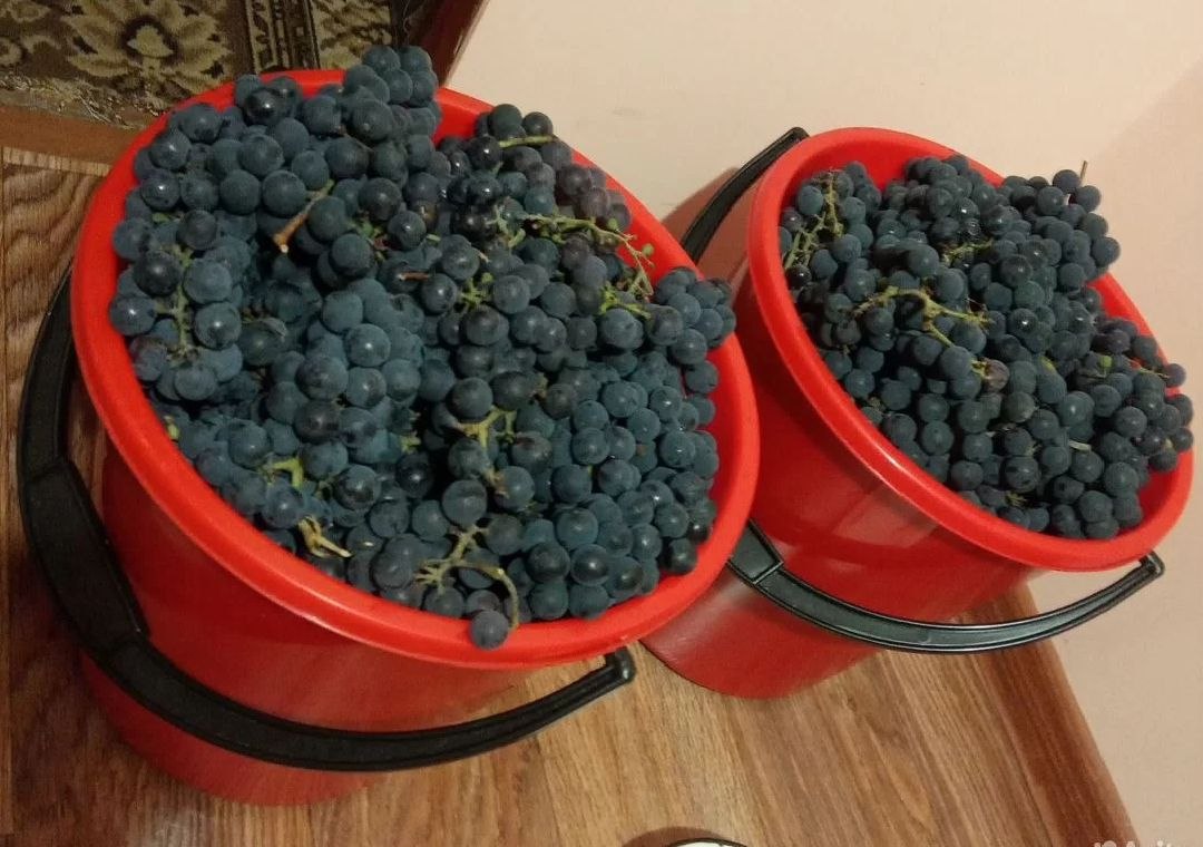 Продам виноград