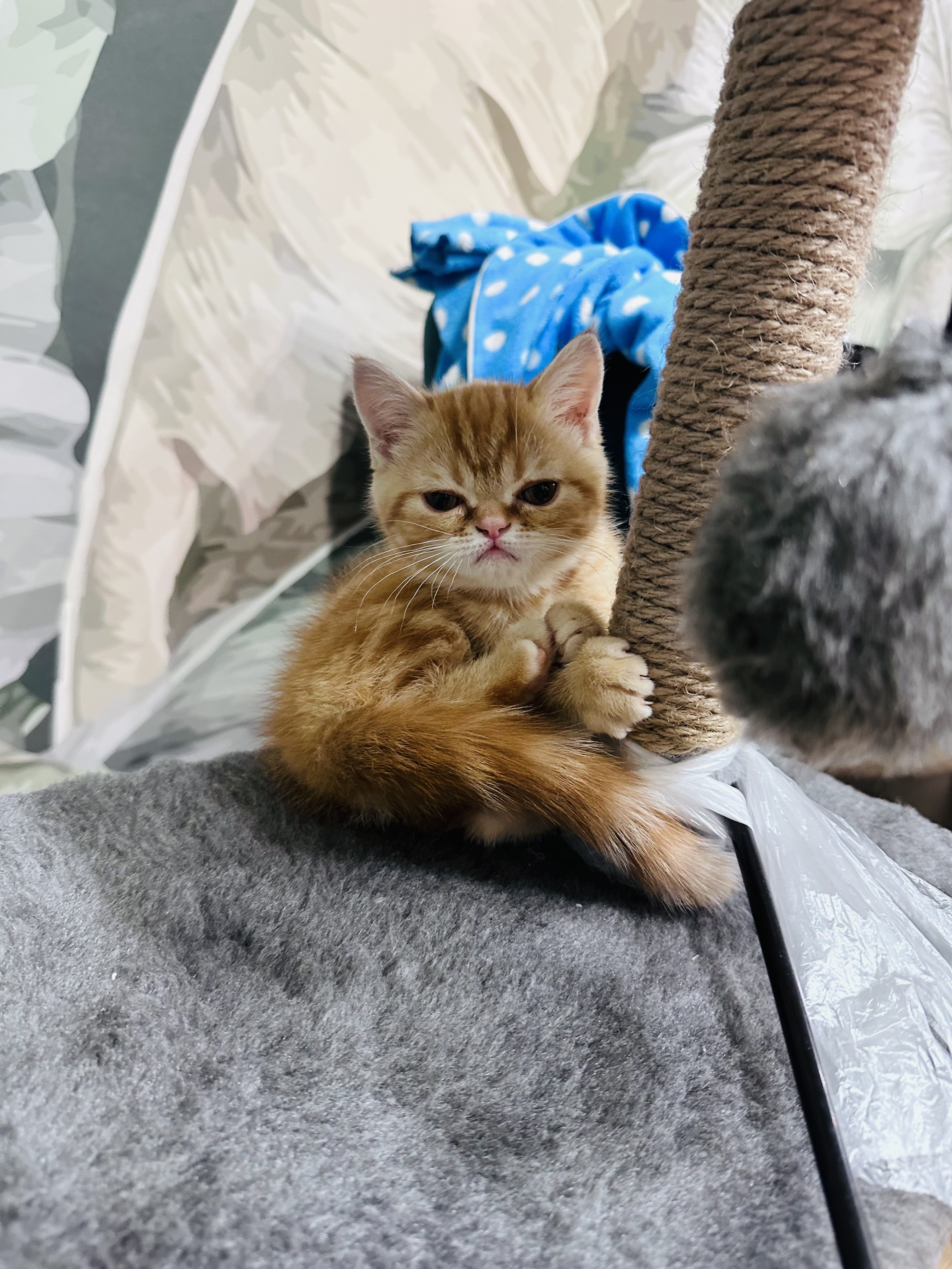 Котенок Персидский экзот